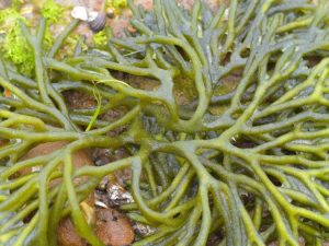 Lire la suite à propos de l’article Qu'est-ce qu'un aquarium d'eau salée : plantes pour aquariums d'eau salée