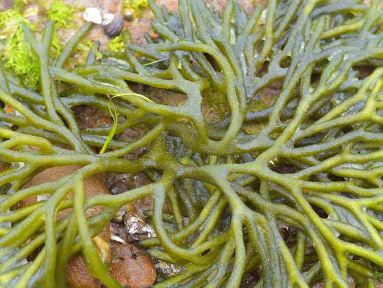 You are currently viewing Qu'est-ce qu'un aquarium d'eau salée : plantes pour aquariums d'eau salée