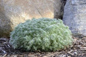 Lire la suite à propos de l’article Soins d'hiver d'Artemisia: Conseils pour l'hivernage des plantes d'Artemisia