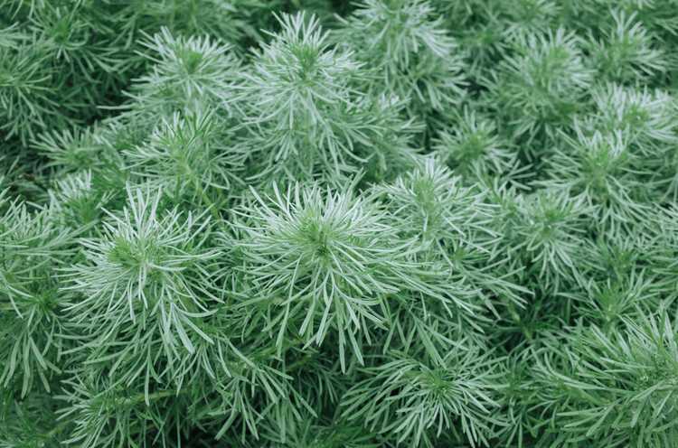 You are currently viewing Comment faire pousser de l'Artemisia : prendre soin des plantes Silver Mound