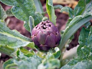 Lire la suite à propos de l’article Légumes avancés – Légumes difficiles à cultiver