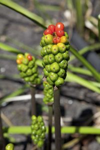 Lire la suite à propos de l’article Lords And Ladies Plant Care – Conseils sur la propagation de l'Arum Maculatum