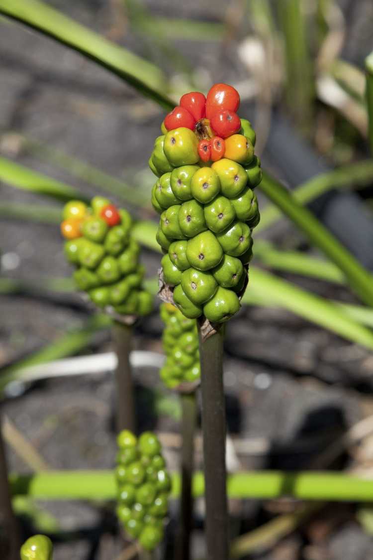 You are currently viewing Lords And Ladies Plant Care – Conseils sur la propagation de l'Arum Maculatum