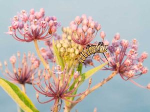 Lire la suite à propos de l’article Cultiver de l'asclépiade – Utiliser la plante d'asclépiade dans le jardin