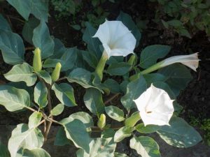 Lire la suite à propos de l’article Fleur de lune contre. Datura : deux plantes différentes portant le nom commun Moonflower