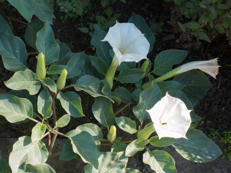 You are currently viewing Fleur de lune contre. Datura : deux plantes différentes portant le nom commun Moonflower