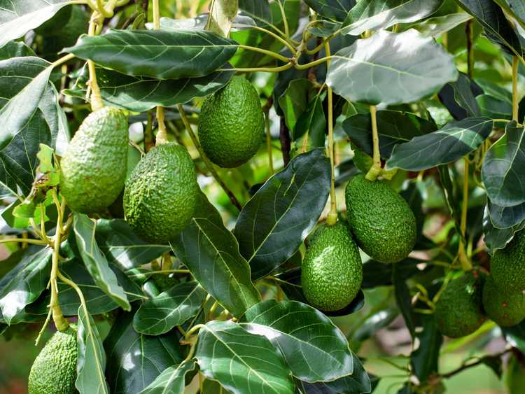 You are currently viewing Cultiver des avocats dans des conteneurs et entretenir les plantes d'avocat en intérieur