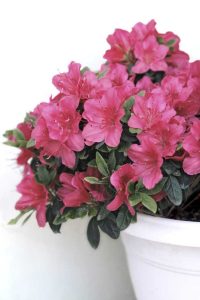 Lire la suite à propos de l’article Prendre soin des plantes d'azalée en pots: comment prendre soin d'une plante d'azalée en pot