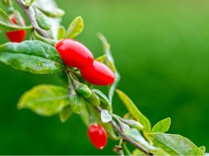 Lire la suite à propos de l’article Propagation des plantes de baies de Goji : comment propager des graines et des boutures de baies de Goji