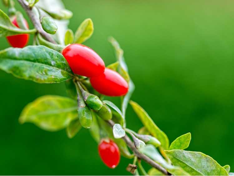 You are currently viewing Propagation des plantes de baies de Goji : comment propager des graines et des boutures de baies de Goji