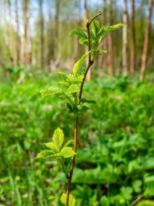 Lire la suite à propos de l’article Primocane contre. Floricane – Distinguer les Primocanes et les Floricanes