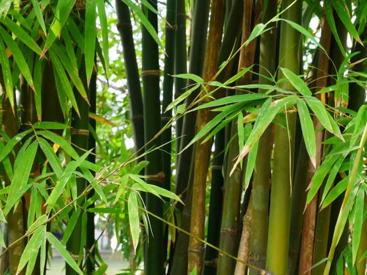 Lire la suite à propos de l’article Prendre soin des plantes de bambou dans votre jardin