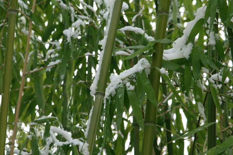 You are currently viewing Variétés de bambous rustiques : Cultiver des plantes de bambou résistantes au froid