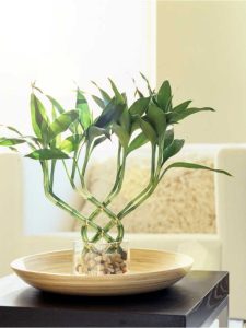 Lire la suite à propos de l’article Cultivez Lucky Bamboo Inside – Conseils pour entretenir la plante Lucky Bamboo