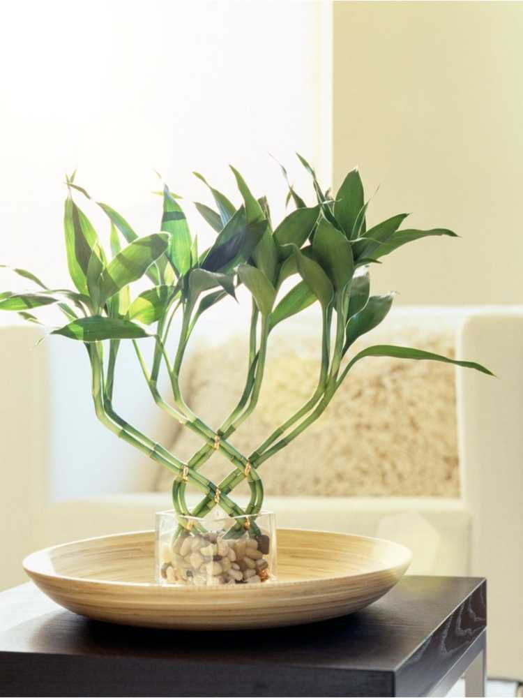 You are currently viewing Cultivez Lucky Bamboo Inside – Conseils pour entretenir la plante Lucky Bamboo