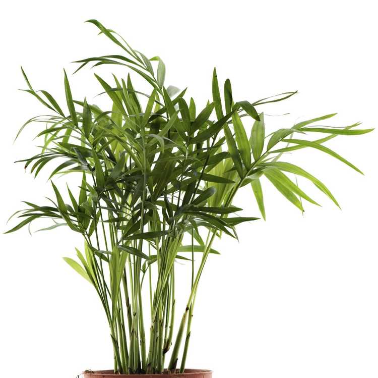 You are currently viewing Prendre soin des palmiers en bambou : comment faire pousser une plante de palmier en bambou