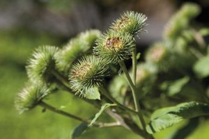 Lire la suite à propos de l’article Entretien des plantes de bardane – Comment faire pousser de la bardane dans le jardin