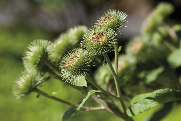 You are currently viewing Entretien des plantes de bardane – Comment faire pousser de la bardane dans le jardin