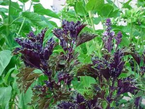 Lire la suite à propos de l’article Informations sur le basilic 'Purple Ruffles' – Comment faire pousser une plante de basilic à volants violets