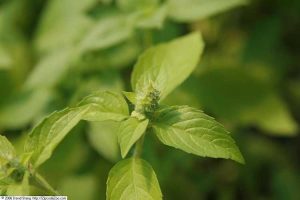 Lire la suite à propos de l’article Sweet Dani Herbs – Conseils pour cultiver des plantes de basilic Sweet Dani