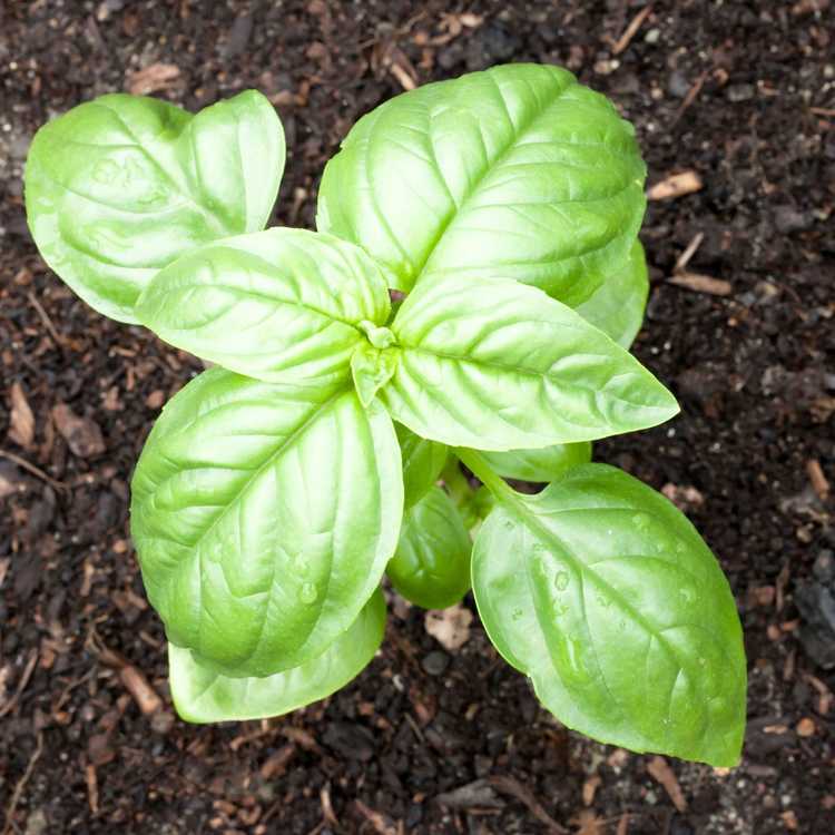 You are currently viewing Fertilisation des plantes de basilic : comment et quand nourrir le basilic