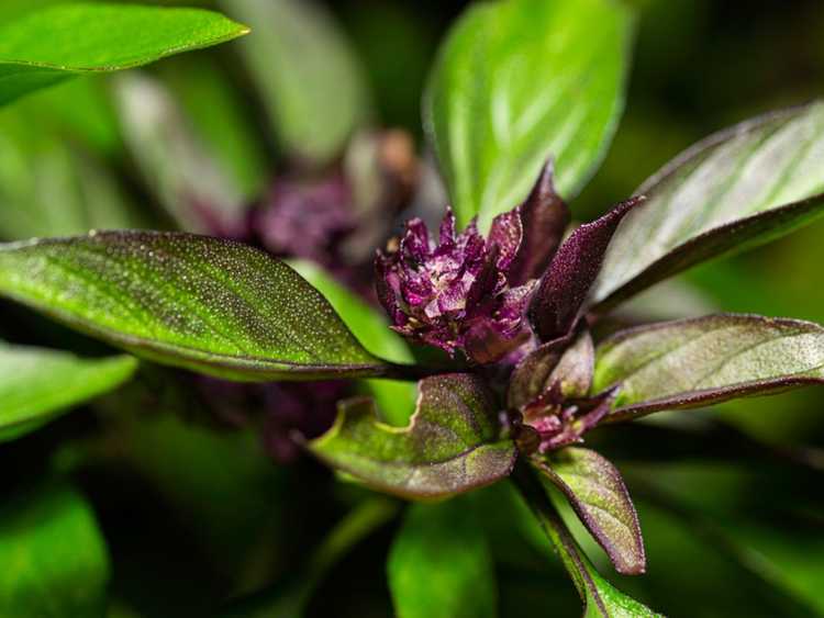 You are currently viewing Plantes de basilic thaïlandais : conseils pour cultiver des herbes de basilic thaïlandais