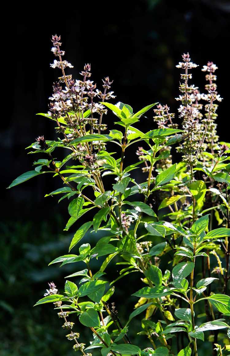 You are currently viewing Basilic au goût amer : que faire lorsqu'un plant de basilic est amer