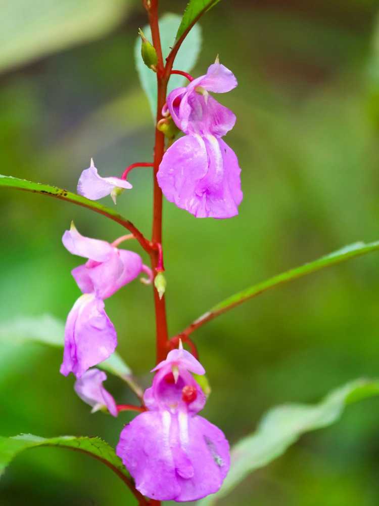 You are currently viewing Informations sur les plantes baumières : Conseils pour la culture de plantes baumières