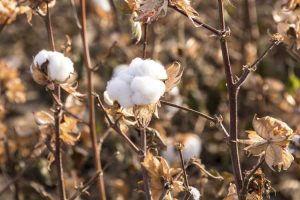 Lire la suite à propos de l’article Qu'est-ce que le compost de bavures de coton : comment utiliser le compost de bavures de coton dans les jardins