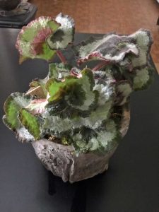 Lire la suite à propos de l’article Cultiver des bégonias Rex à l'intérieur : garder une plante de bégonia Rex à l'intérieur