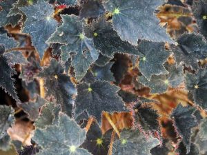 Lire la suite à propos de l’article Cultiver des rhizomes de bégonia – Qu'est-ce qu'un bégonia rhizomateux
