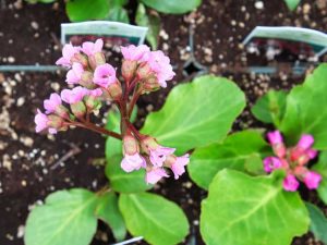 Lire la suite à propos de l’article Bergenia cultivée en pot: Conseils pour l'entretien des plantes de Bergenia en pot