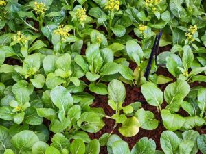 Lire la suite à propos de l’article Boulon d'usine de Bok Choy: Comment empêcher le boulonnage dans le Bok Choy