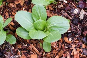 Lire la suite à propos de l’article Temps de plantation du Bok Choy : Quand dois-je planter du Bok Choy