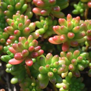 Lire la suite à propos de l’article Prendre soin des plantes Jelly Bean: Comment faire pousser une plante Sedum Jelly Bean