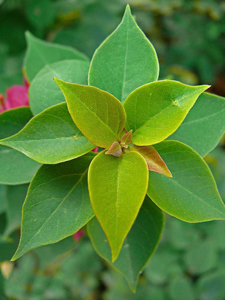 Lire la suite à propos de l’article Les bougainvilliers ne fleurissent pas : comment faire fleurir les bougainvilliers