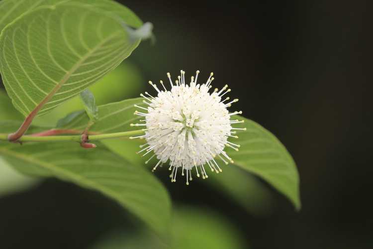 You are currently viewing Entretien des plantes Buttonbush: Conseils pour la plantation de Buttonbush dans les jardins