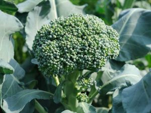 Lire la suite à propos de l’article Qu'est-ce que le brocoli Di Ciccio : Cultiver des plants de brocoli Di Ciccio