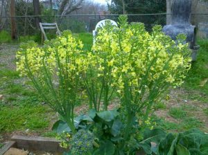 Lire la suite à propos de l’article Boulangerie du brocoli : cultiver du brocoli par temps chaud