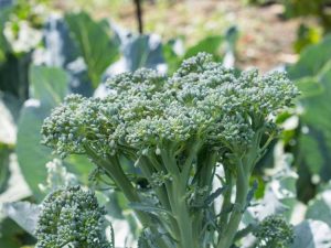 Lire la suite à propos de l’article Brocoli hybride Destiny – Comment faire pousser des plants de brocoli Destiny