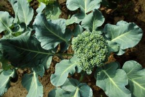 Lire la suite à propos de l’article Comment faire pousser du brocoli – Cultiver du brocoli dans votre jardin