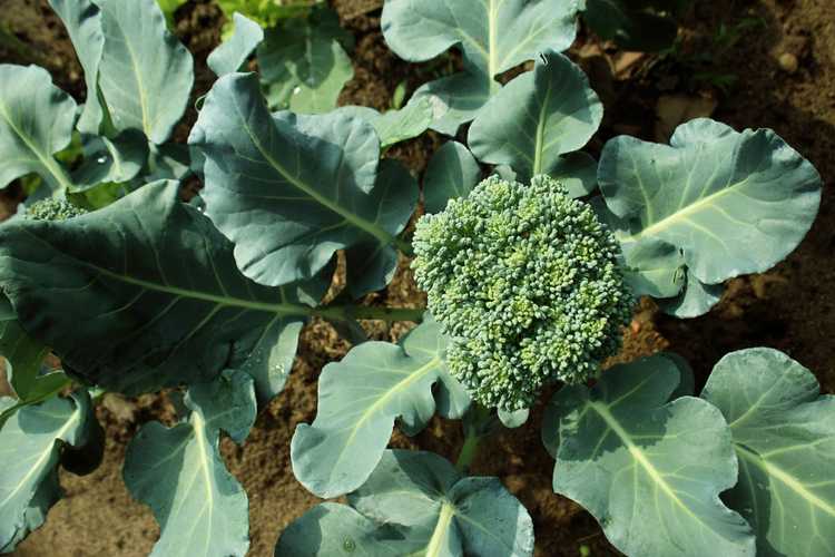 You are currently viewing Comment faire pousser du brocoli – Cultiver du brocoli dans votre jardin