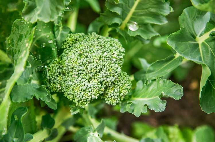 You are currently viewing Variétés de brocoli : découvrez les différents types de brocoli