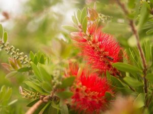 Lire la suite à propos de l’article Cultiver des plantes de brosse à bouteille – En savoir plus sur les soins de la brosse à bouteille Callistemon