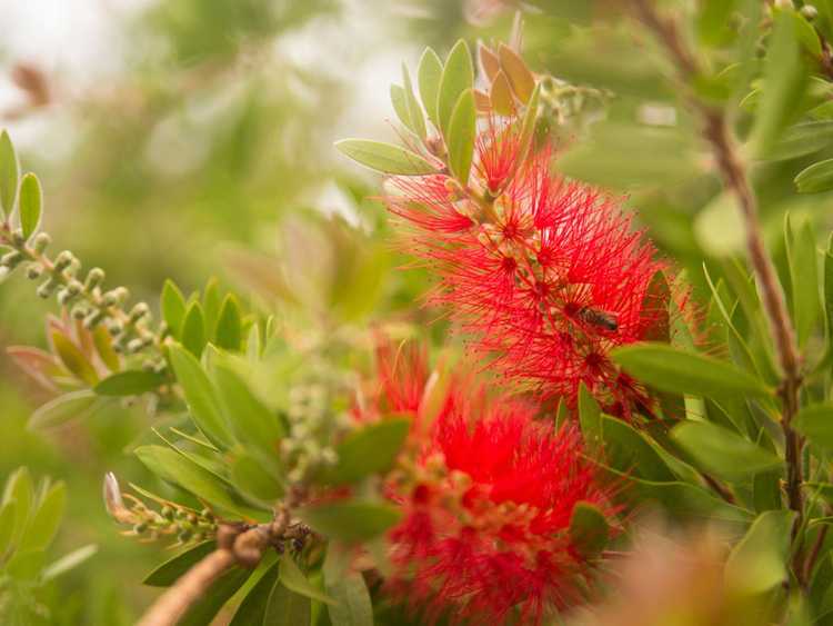 You are currently viewing Cultiver des plantes de brosse à bouteille – En savoir plus sur les soins de la brosse à bouteille Callistemon