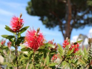 Lire la suite à propos de l’article Mon goupillon ne fleurit pas : conseils pour faire fleurir le goupillon