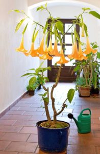 Lire la suite à propos de l’article Conseils pour propager Brugmansia