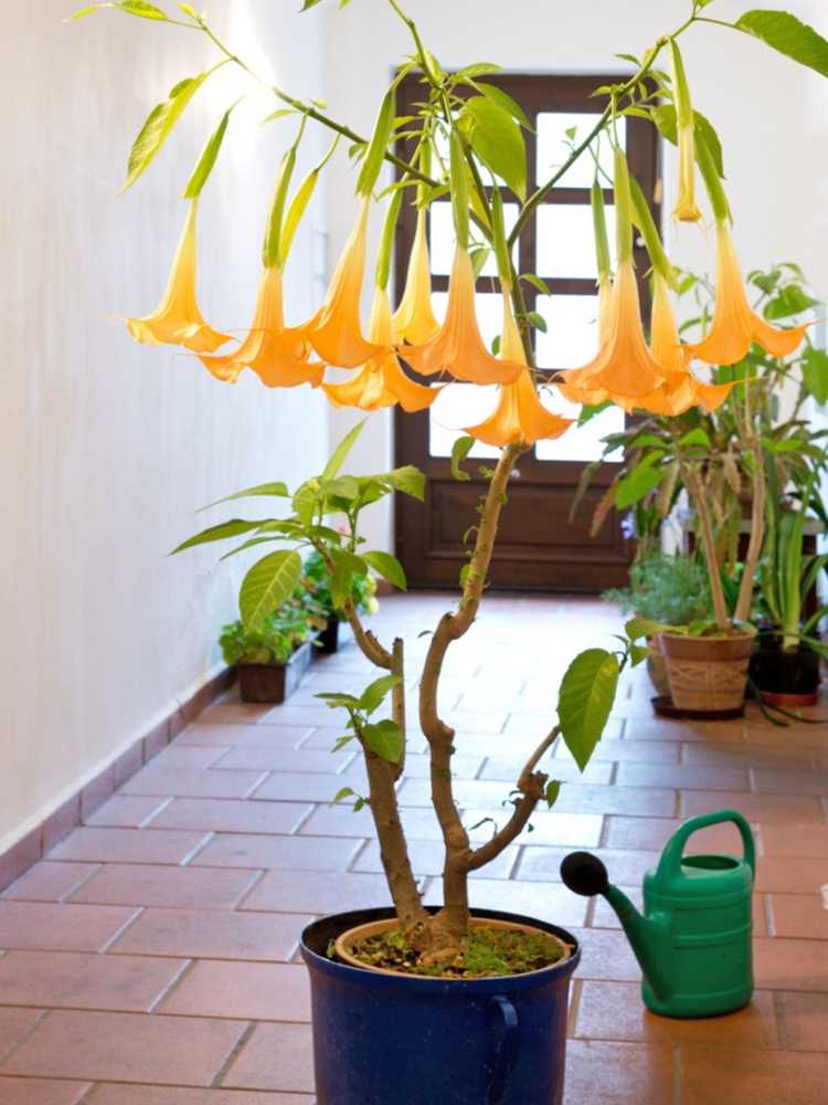 Lire la suite à propos de l’article Soins d’hiver du Brugmansia – Hiverner le Brugmansia dans votre maison