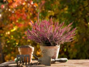 Lire la suite à propos de l’article Propagation de plantes de bruyère : comment propager des plantes de bruyère