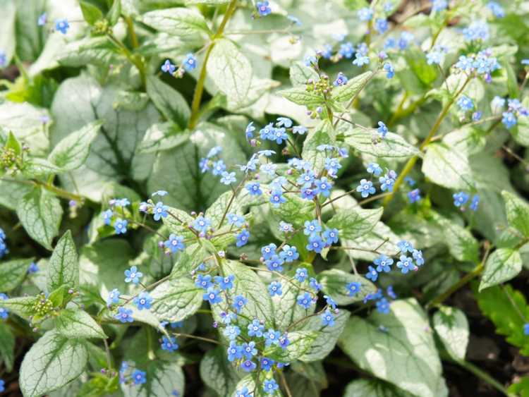 You are currently viewing Plantes Brunnera: Comment planter la bugloss de Sibérie Brunnera